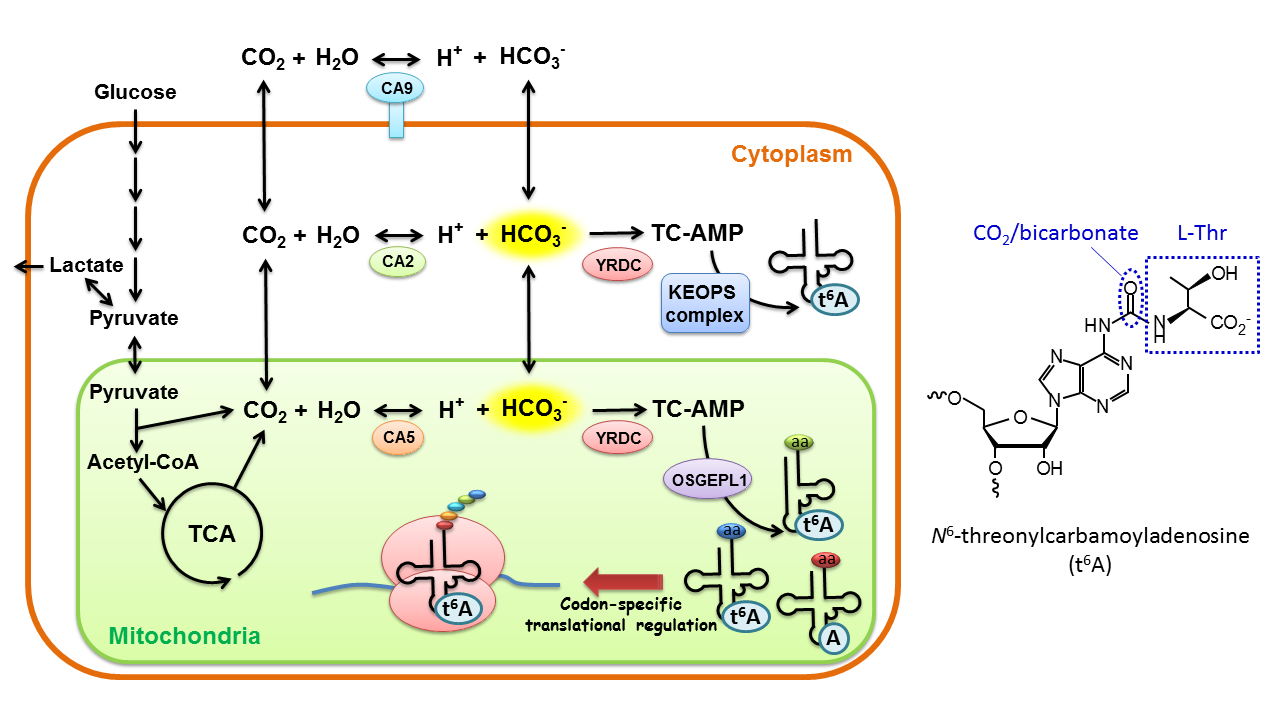 CO<sub>2</sub>の代謝とt<sup>6</sup>A修飾