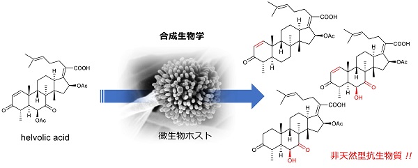 ステロイド抗生物質の微生物生産系 ステロイド抗生物質の微生物生産系