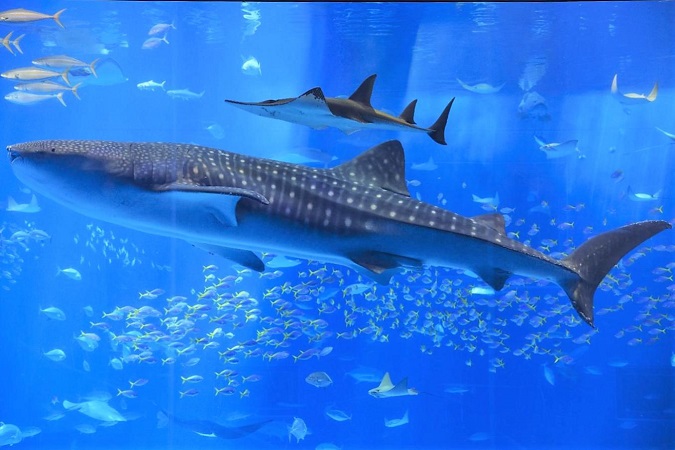A whale shark swims in an aquarium tank in the center of the image. Other fish swim farther behind in the tank.