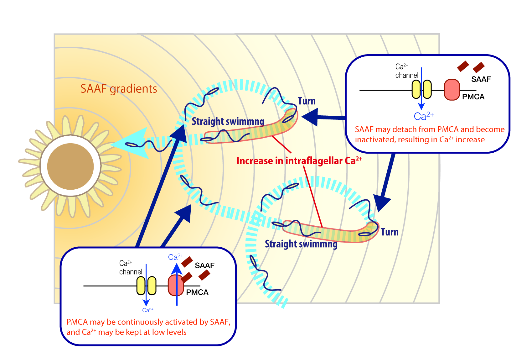 A diagram showing the trajectory of sperm cells