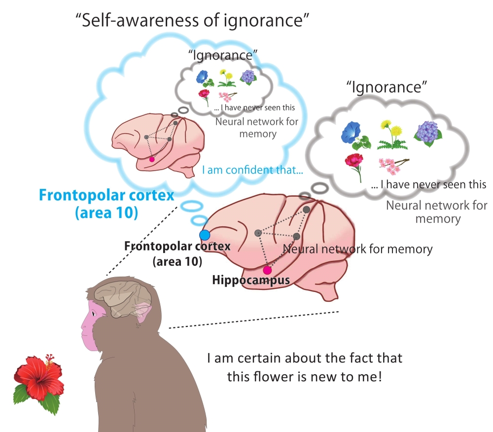 Illustration of monkey's brain mechanisms