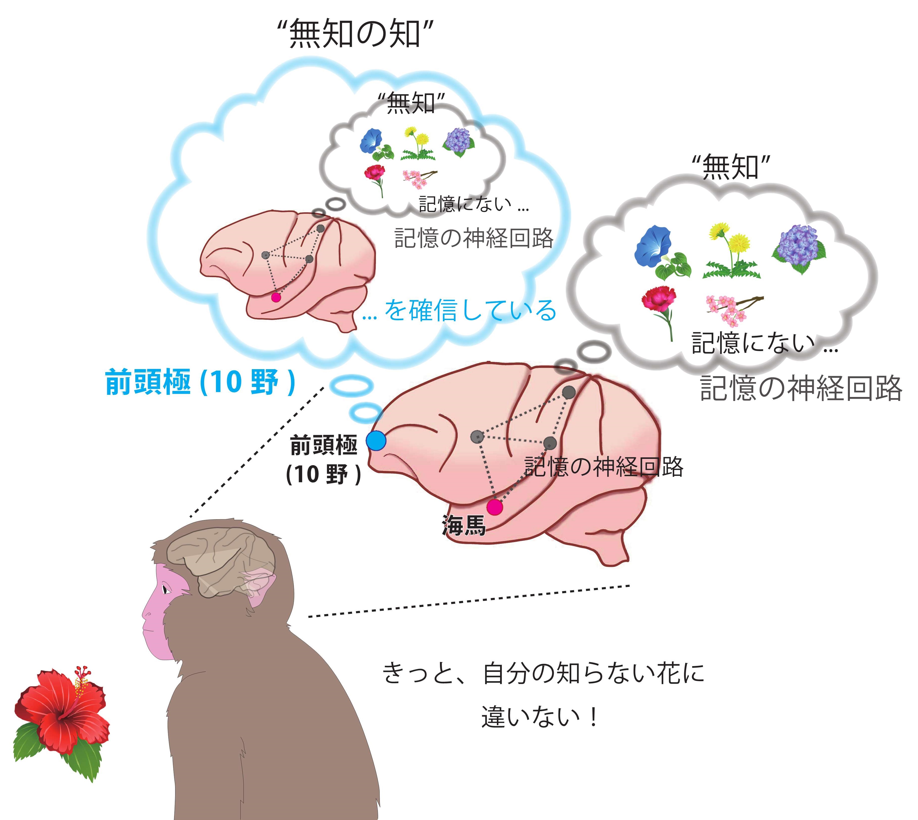 サルの脳のはたらきを表した図