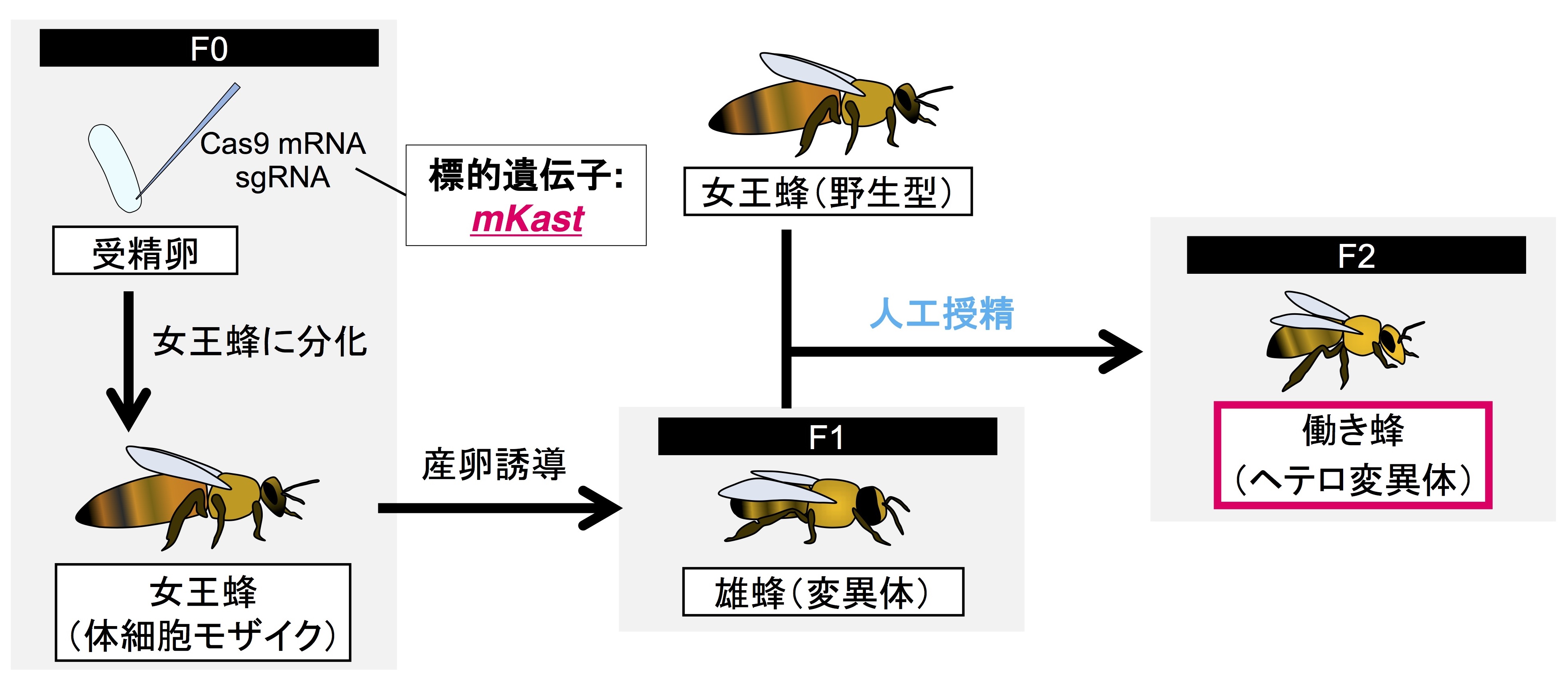 CRISPR/Cas9と人工授精による<em>mKast</em>ヘテロ変異体働き蜂の作出
