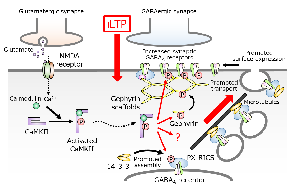 PX-RICS–dependent GABA<sub>A</sub> receptor transport