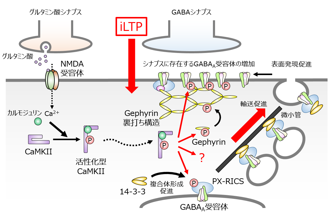 PX-RICSによるGABA<sub>A</sub>受容体輸送