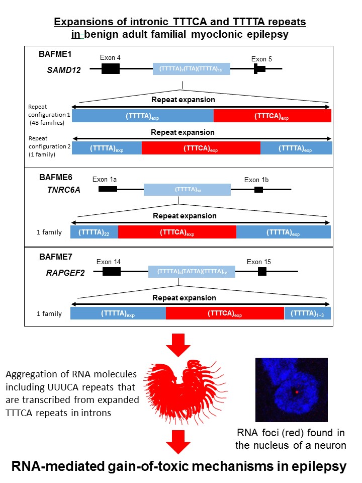 Intronic repeat expansion mutations identified in patients with benign adult familial myoclonic epilepsy (BAFME) and its pathomechanism