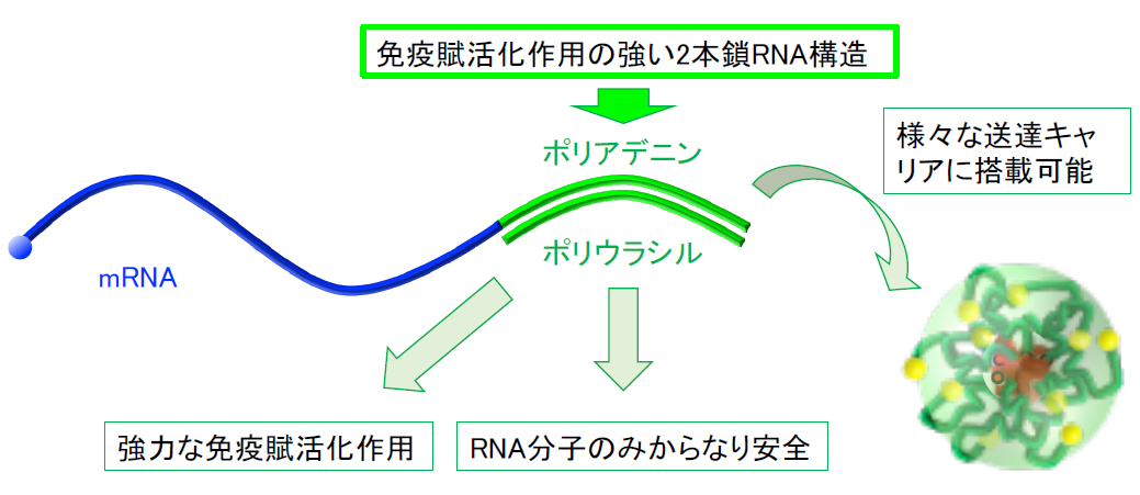 免疫活性化機能一体化mRNAの設計