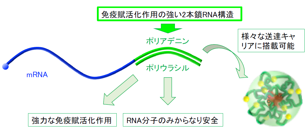 免疫活性化機能一体化mRNAの設計 免疫活性化機能一体化mRNAの設計