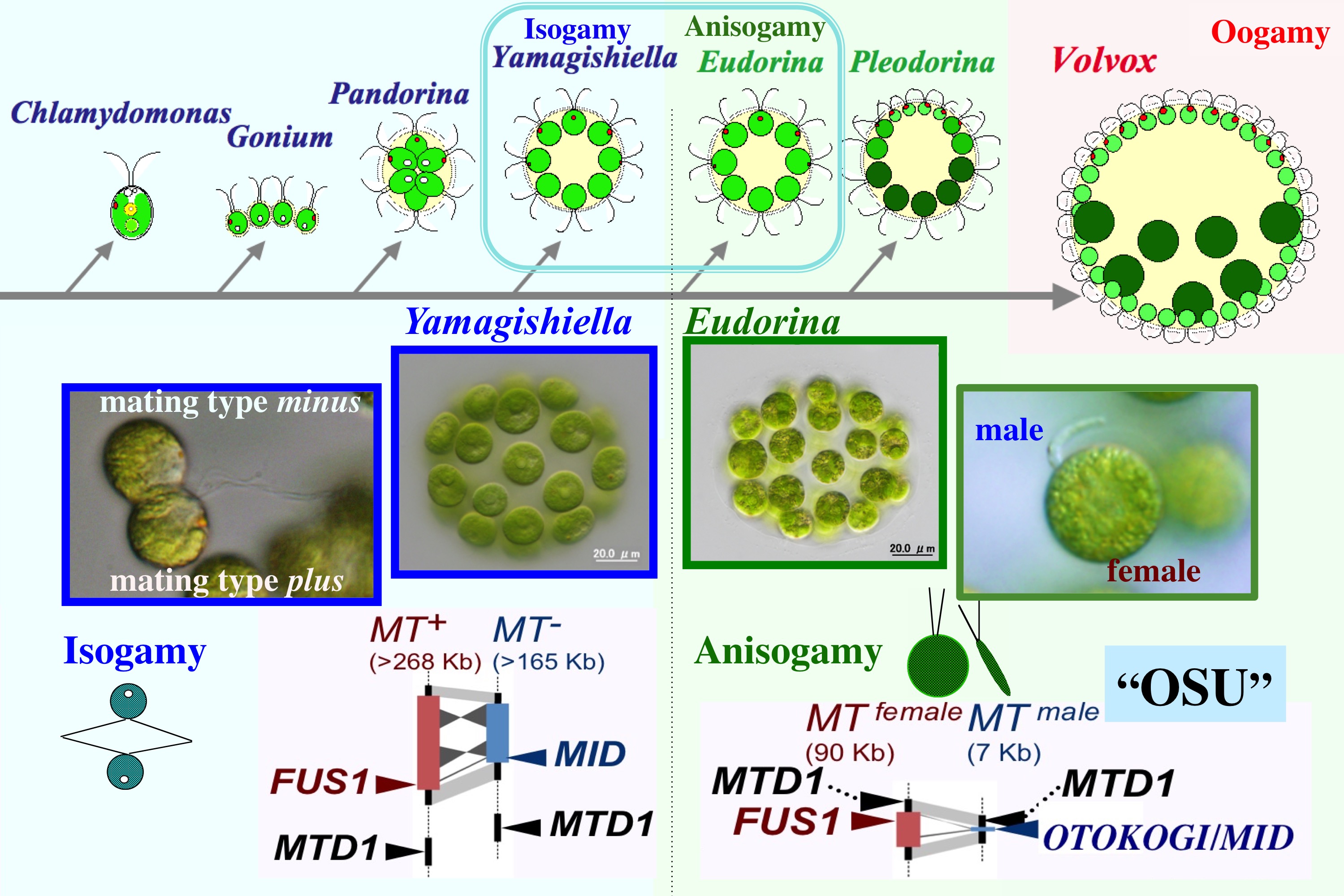 Diagram of sex evolution model lineage of volvocine green algae