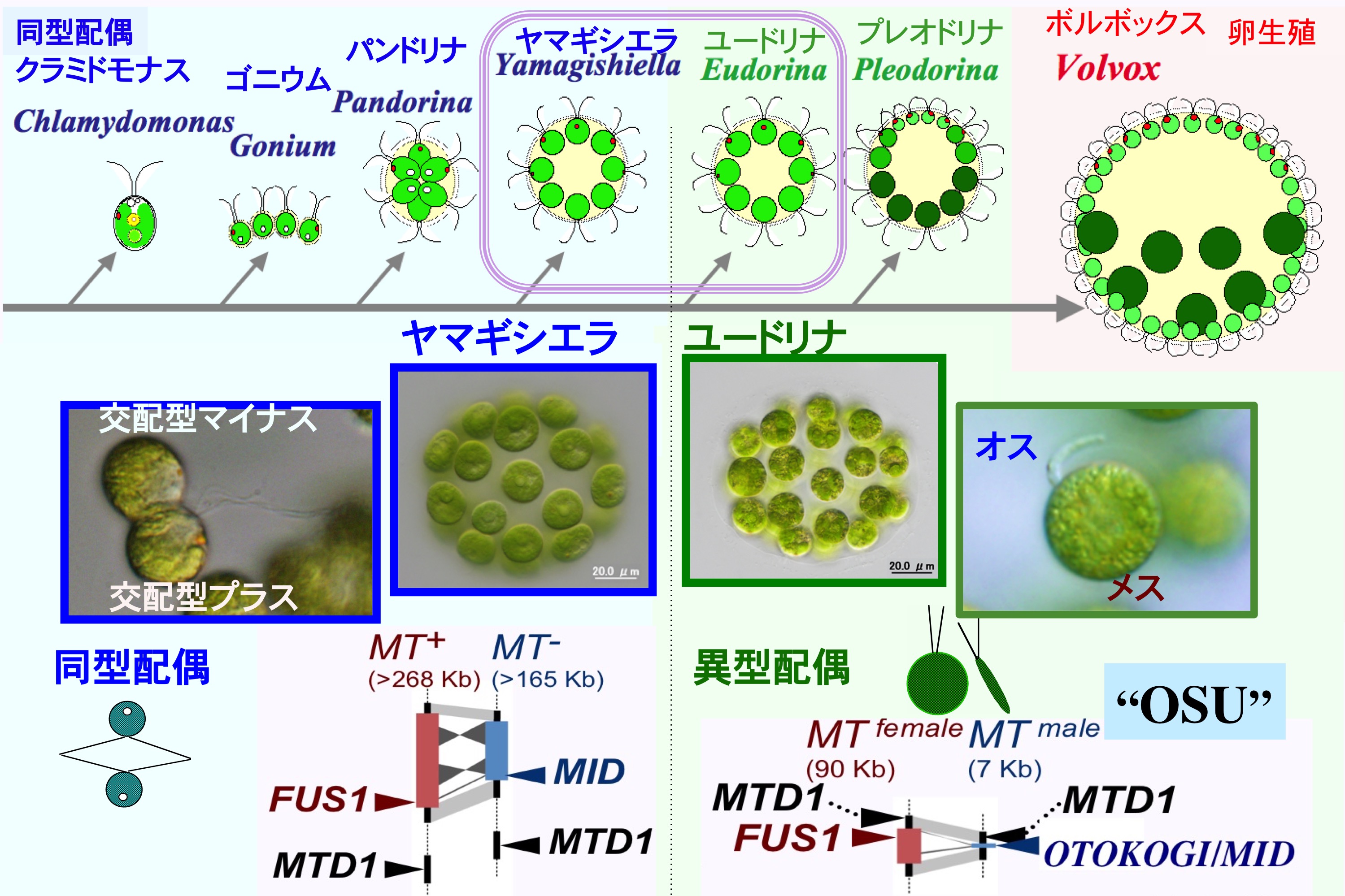 メス・オス出現進化を橋渡しする緑藻ボルボックス系列の図