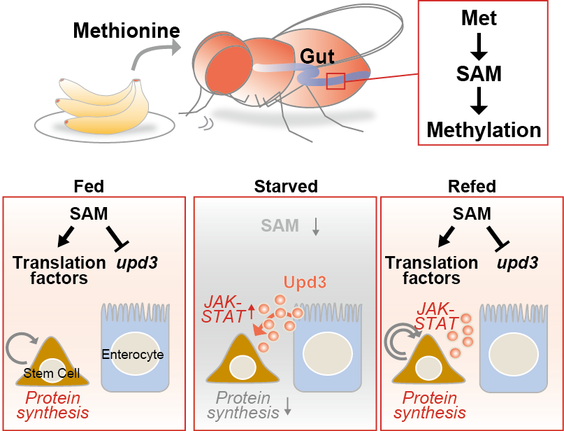 Schematic diagram of the regulatory mechanism of intestinal homeostasis by methionine metabolism Diagram of regulatory mechanism of intestinal homeostasis