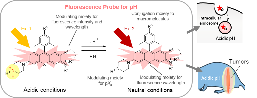 Newly developed fluorescent dye for pH measurement Diagram of fluorescent dye for pH measurement