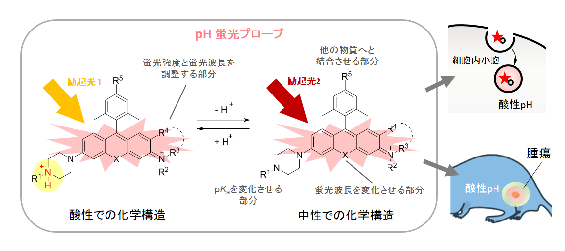 pH測定用の蛍光色素の図