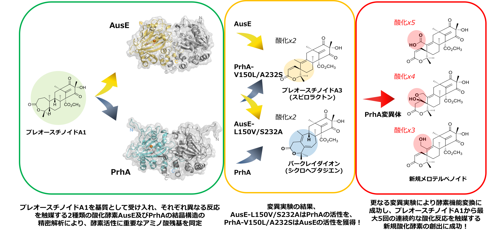 結晶構造解析に基づいた酵素改変による新規多段階反応型酸化触媒の創出