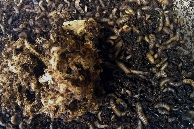 Many black solider fly larvae in a dark soil substrate.