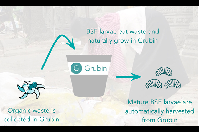 Cartoon of how people and flies interact with Grubin.