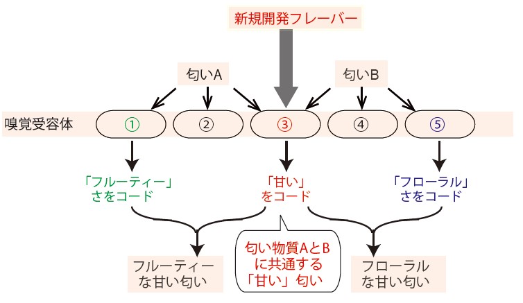 嗅覚受容体が規定する匂いの質を利用したフレーバーの開発のイメージ図