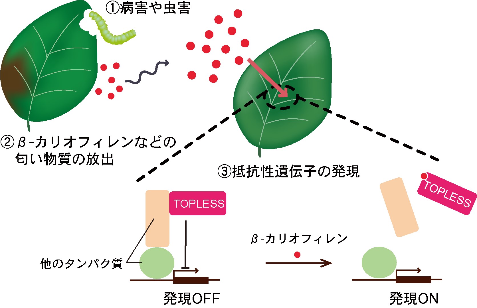 植物においては転写制御因子が「匂い受容体」として機能する