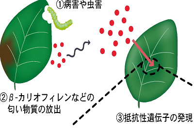 植物における 匂い受容体候補 の発見 東京大学