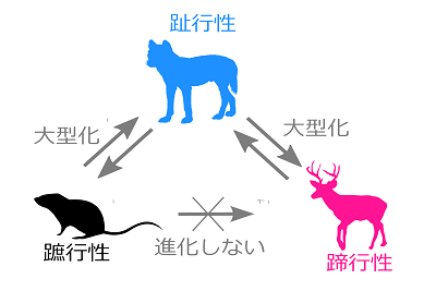 哺乳類の移動様式の進化パターン