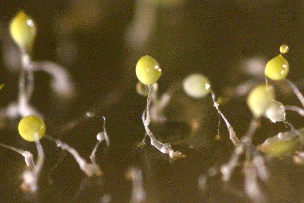 Color image of slime mold fruiting body structures.