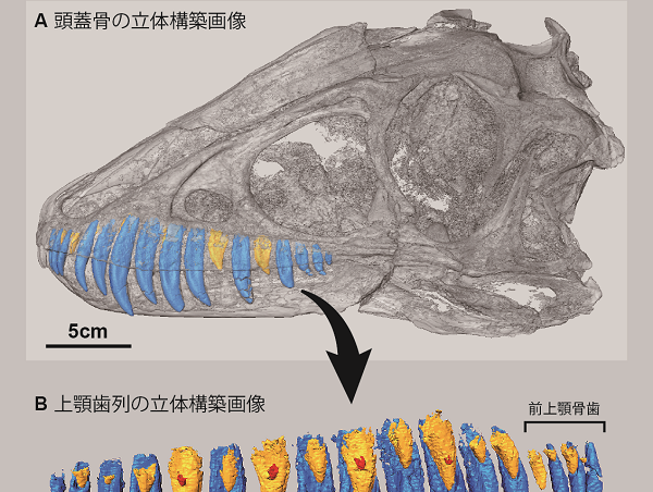 ティラノサウルス科の化石から、歯の生えかわりの規則性を解明 | 東京大学