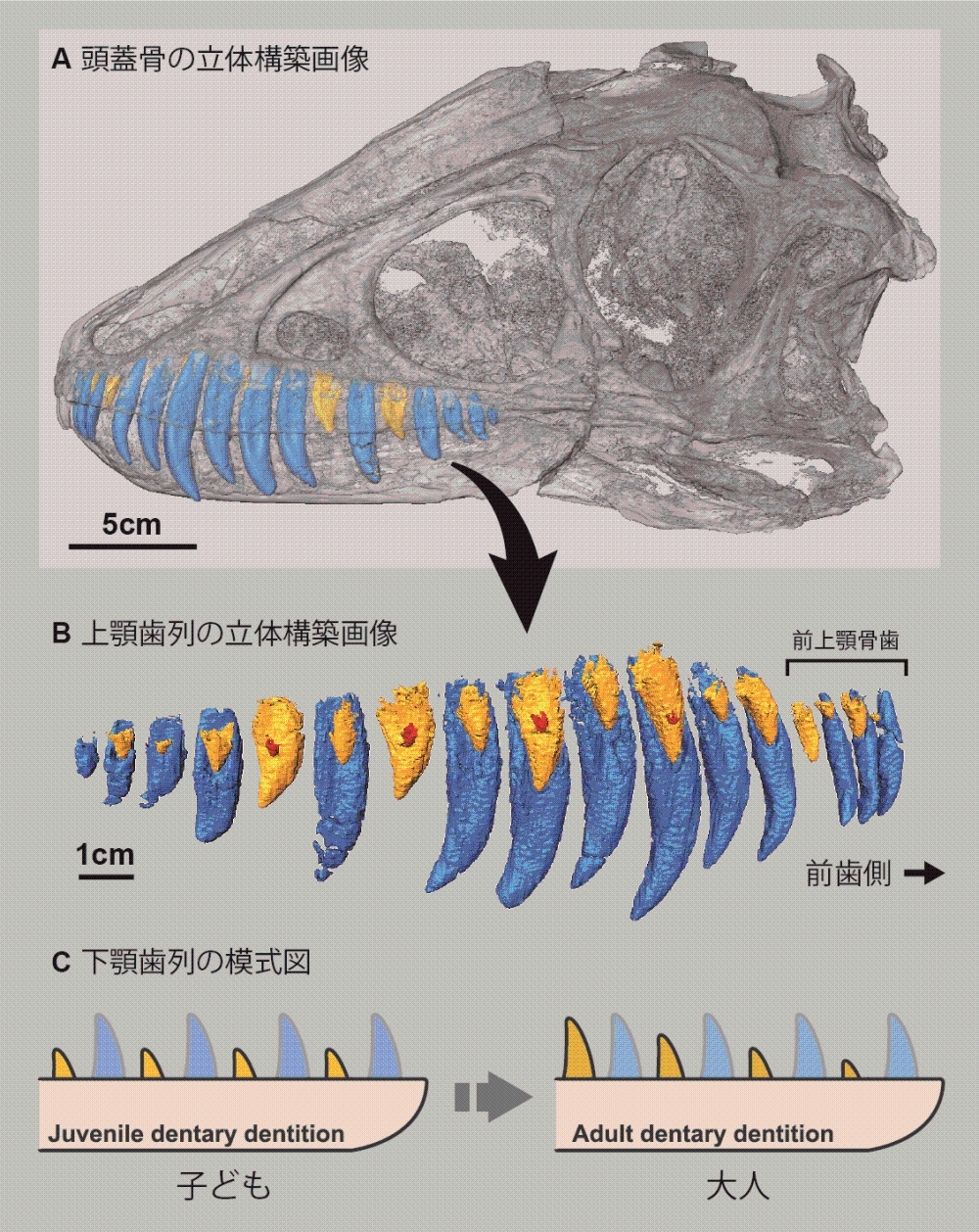 ティラノサウルス科の化石から、歯の生えかわりの規則性を解明 | 東京大学