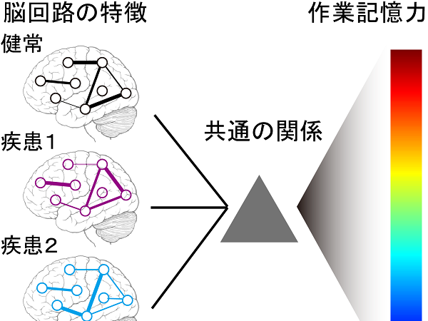 健常者と複数の精神疾患の記憶力に共通のモデル                                 健常者と精神疾患に共通する脳回路と記憶力の関係