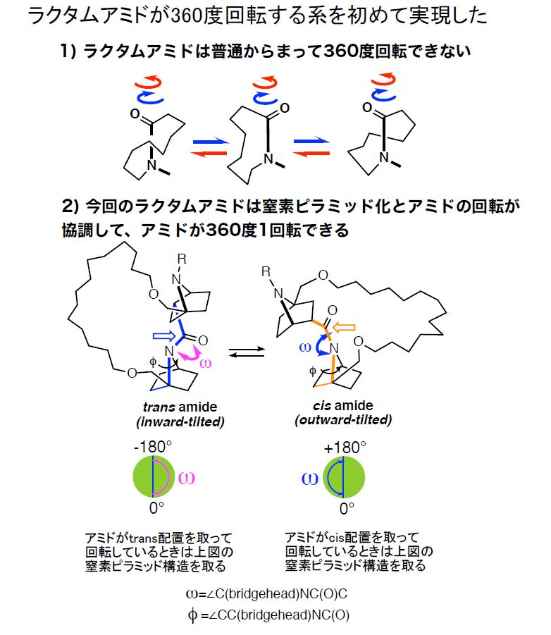 ラクタムアミドが360度回転する系を初めて実現した