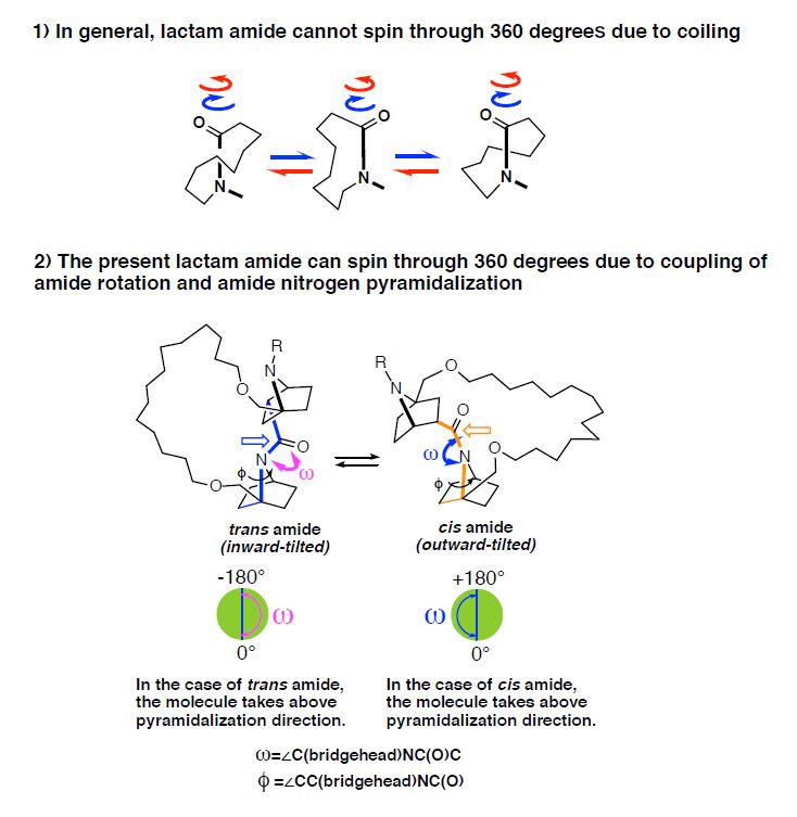 Lactam amide can spin through 360 degrees