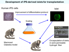 Development of a novel transplantation system using iPS-derived pancreatic islets, Atsushi Miyajima, Professor, Institute for Quantitative Biosciences