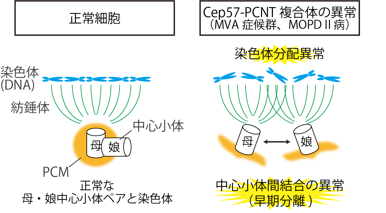 Cep57-PCNT複合体は中心小体分離と染色体分配を制御する
