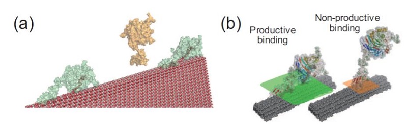 Molecular model of cellulase structure highlighting areas of productive and non-productive binding.