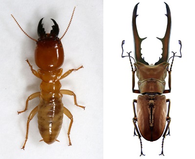 Both solider termites (left) and stag beetles (right) have extra long jaws