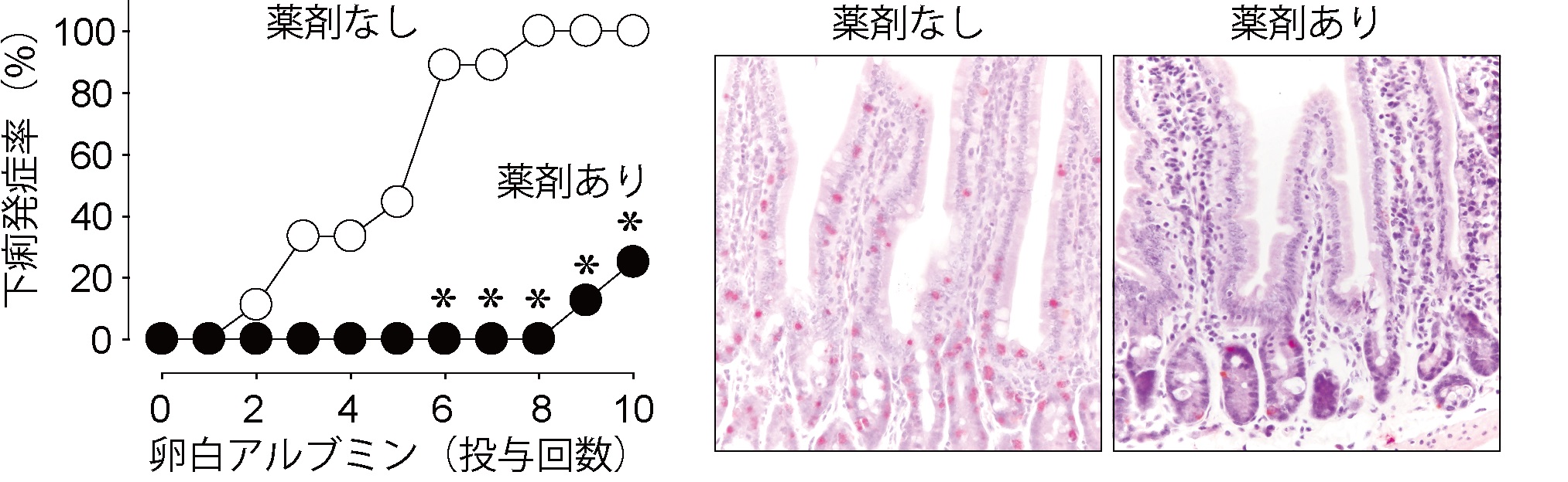 食物アレルギーの発症と進行を抑制することに成功 東京大学大学院農学生命科学研究科 農学部