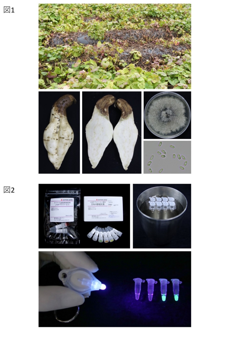 サツマイモに壊滅的被害を与える侵入植物病 基腐 もとぐされ 病 の 超高感度 簡易 迅速診断を技術開発 東京大学大学院農学生命科学研究科 農学部