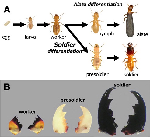 Termite caste differentiation patterns and development of solider jaws Termite caste differentiation patterns and development of soldier jaws