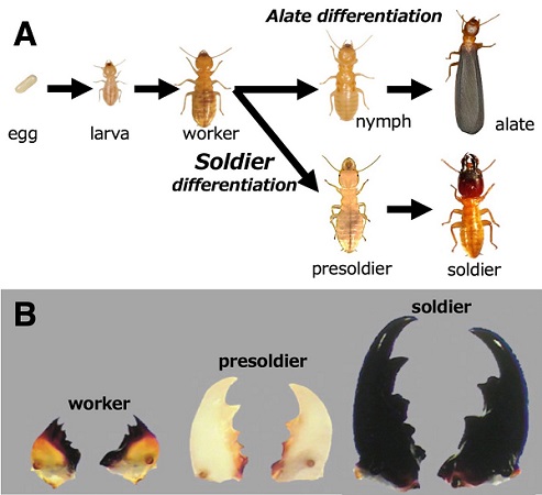 Termite caste differentiation patterns and development of soldier jaws 