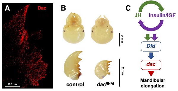Soldier mandibles are elongated by dachshund gene under hormonal and Hox-gene controls. Soldier mandibles are elongated by dachshund gene under hormonal and Hox-gene controls.