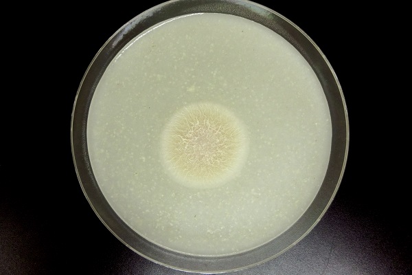 Acremonium egyptiacum fungus growing in a dish