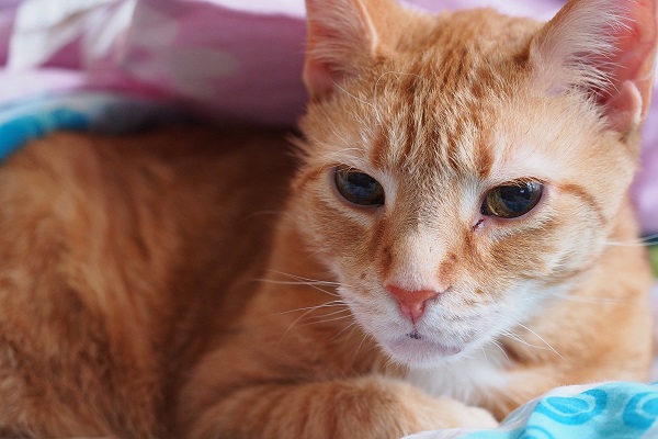 An orange cat looks towards the camera.