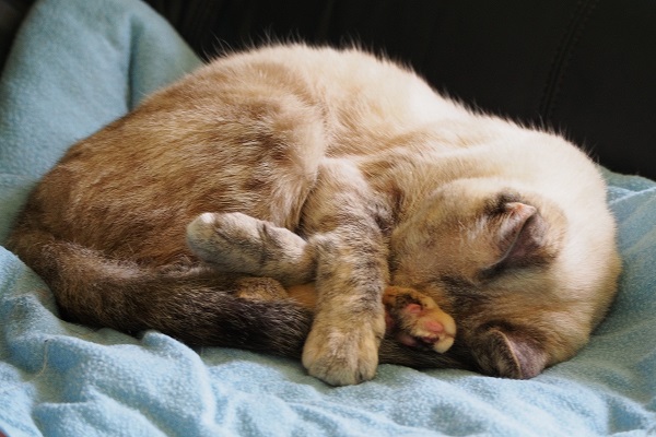 A white cat sleeps on a blue blanket while covering its face.