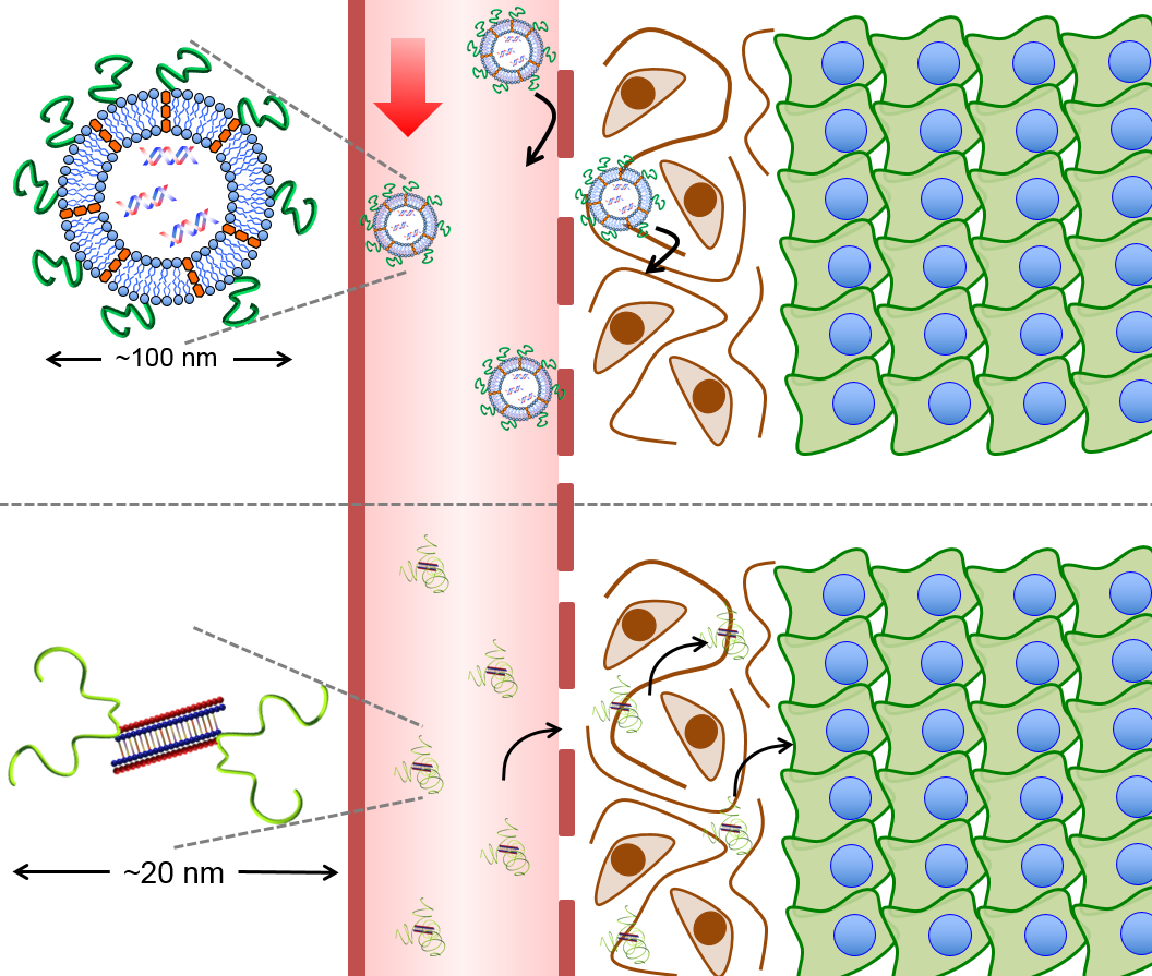 Diagram showing large nanoparticle in upper left, too large to fit through gaps. Smaller nanoparticle lower left can fit through.