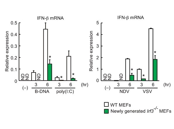 Strategy for generation of IRF3 conditional knockout mice and analysis of type I interferon induction in Irf3-deficient cells