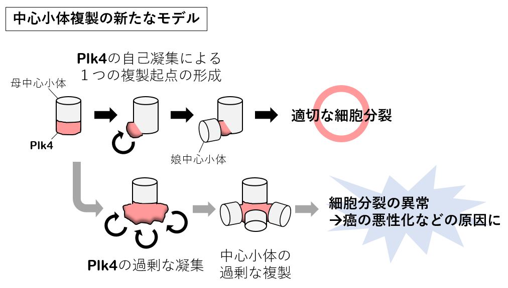 中心小体複製の新たなモデル