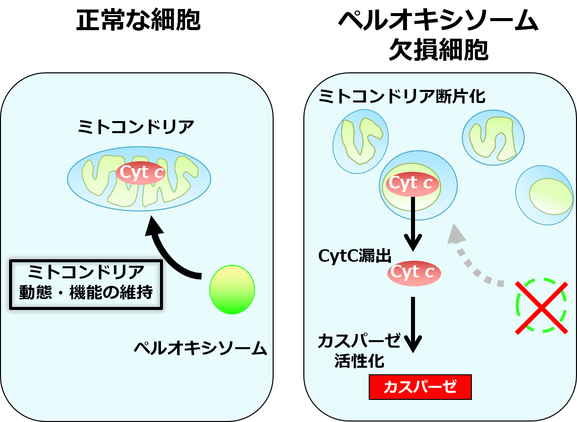 ペルオキシソームの欠損はミトコンドリアの断片化・Cytochrome Cの拡散・細胞死経路の活性化を引き起こす