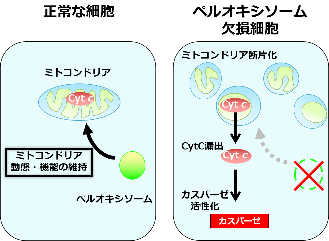 細胞 内 小 器官