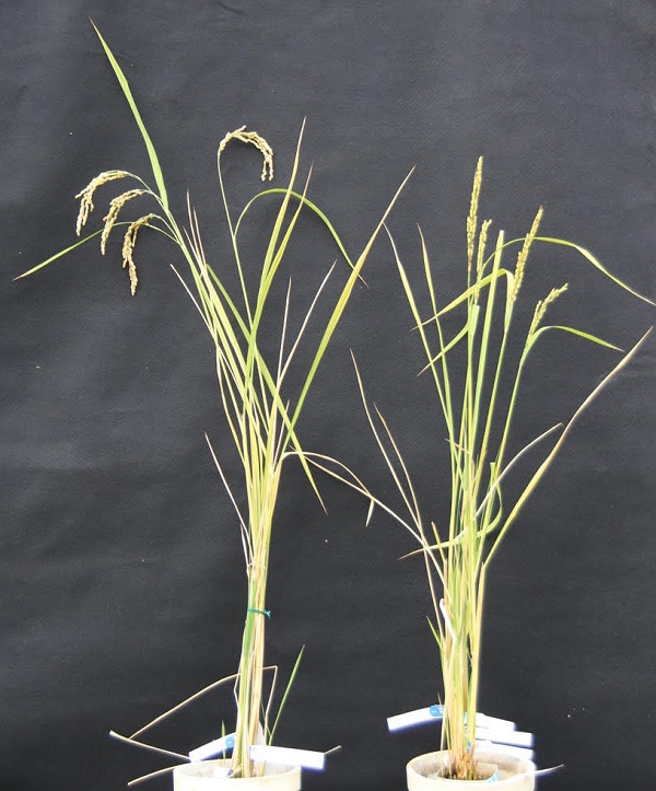 Two rice plants growing in white pots in front of a black background. The top of the plant on the left is bent over, but the plant on the right stands tall.