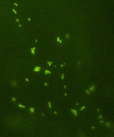 Fluroescent microscopy video of plant mitochondria.