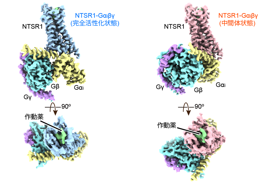 Gタンパク質共役受容体キナーゼ